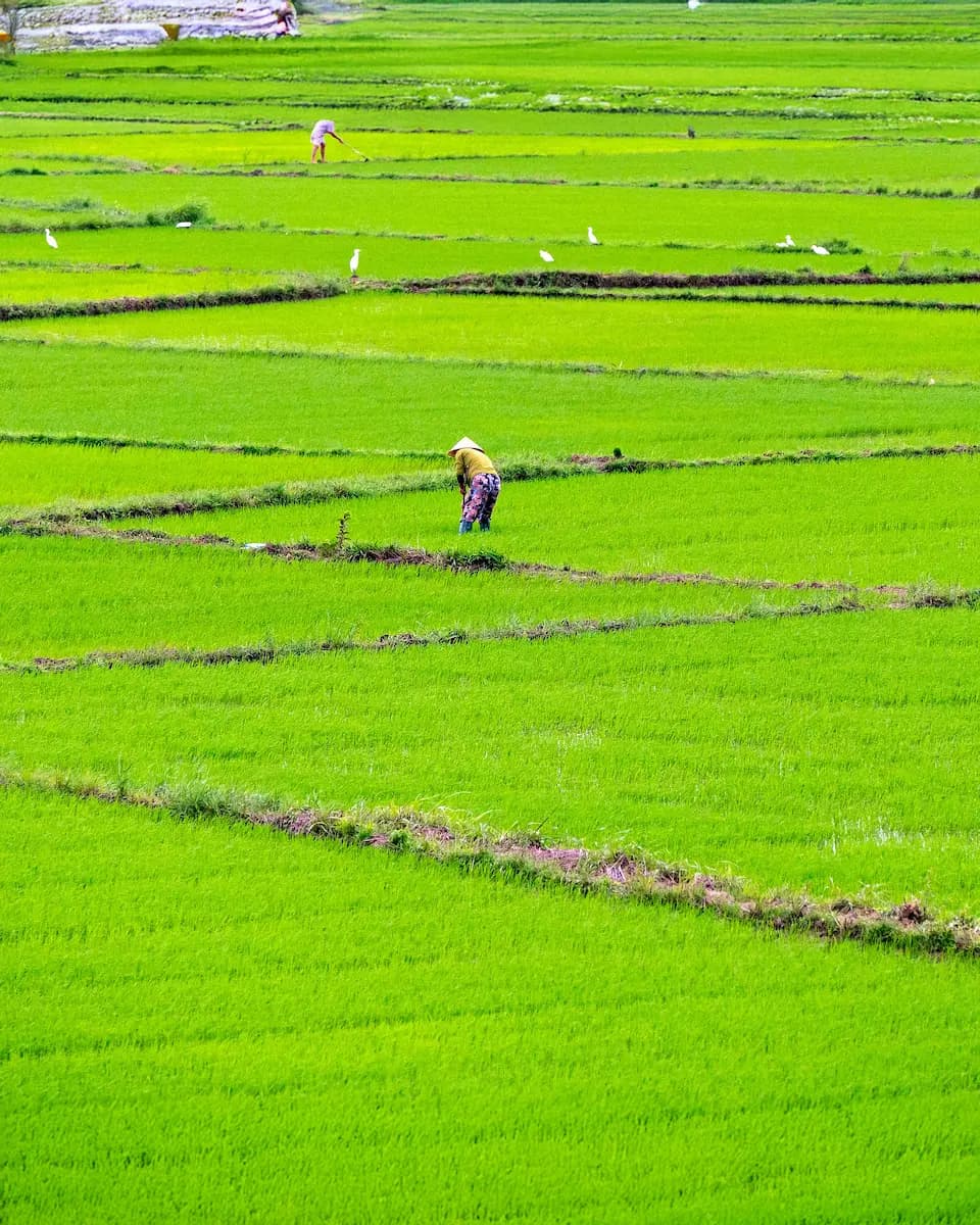 Irrigated rice field at sunrise